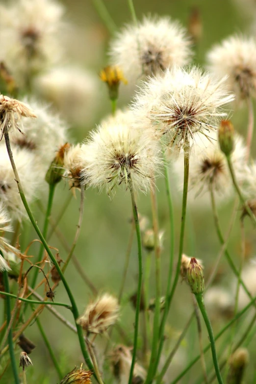 white flowers in closeup with blurred grass