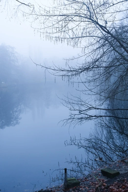 trees with no leaves next to body of water