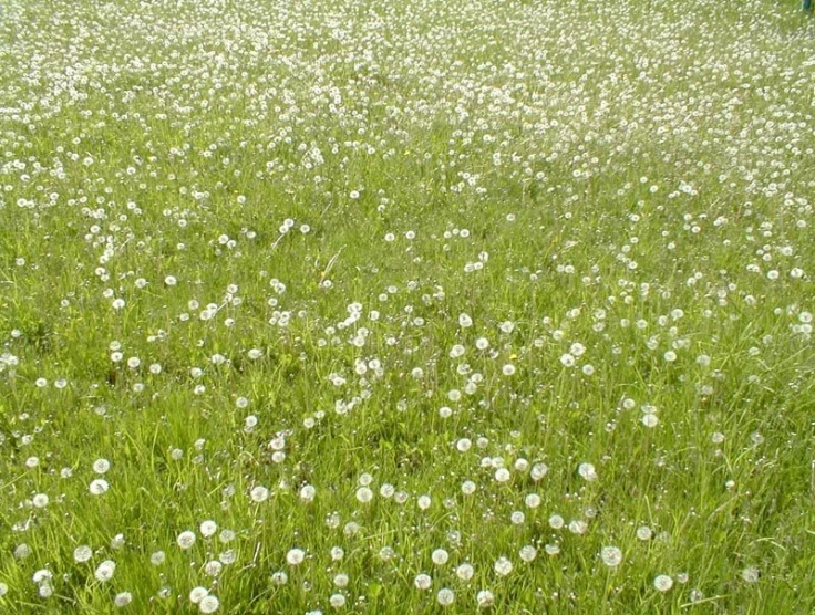 a grassy field with lots of white flowers