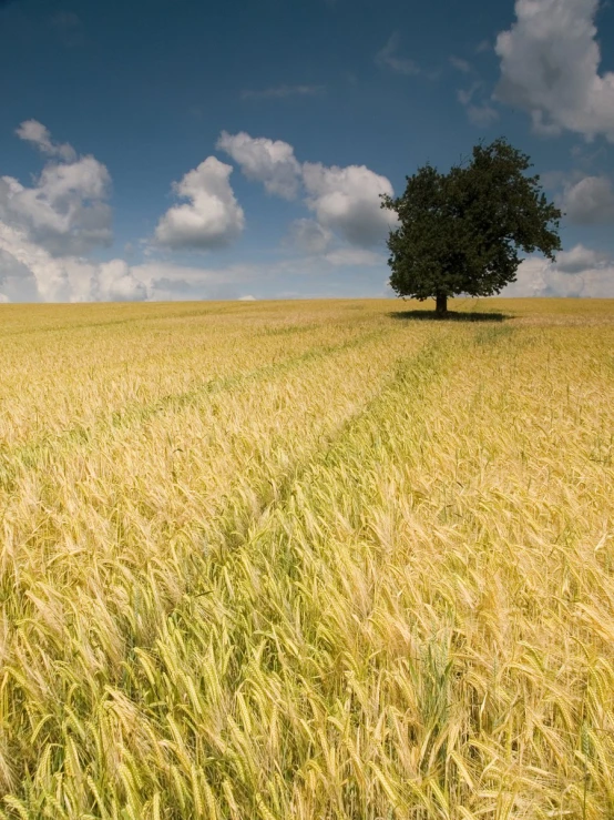 large field of yellow wheat under a tree with clouds in background