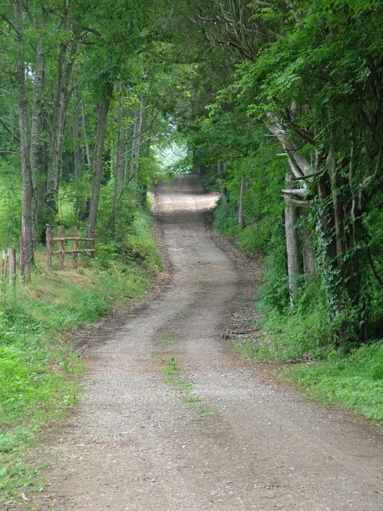 the dirt road is lined with lots of trees