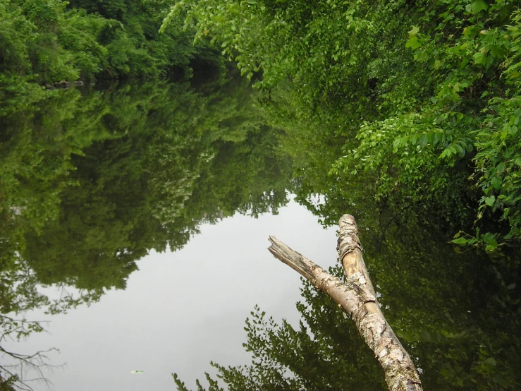 a fallen tree is next to the water