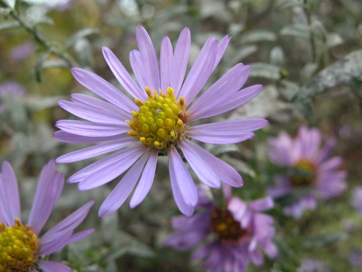 some pretty purple flowers with yellow centers near trees