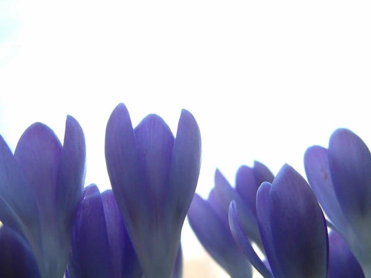 some blue flowers that are sitting together