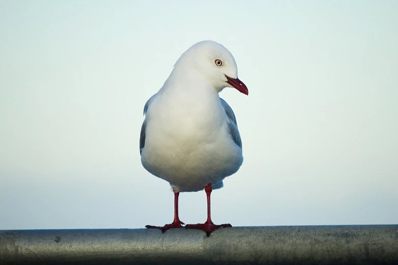 a white seagull standing on a railing looking at soing