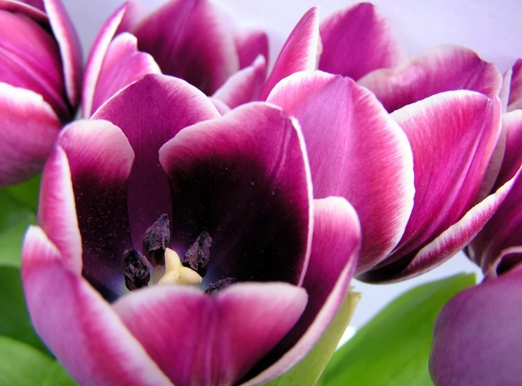 an image of the inside of a bouquet of flowers