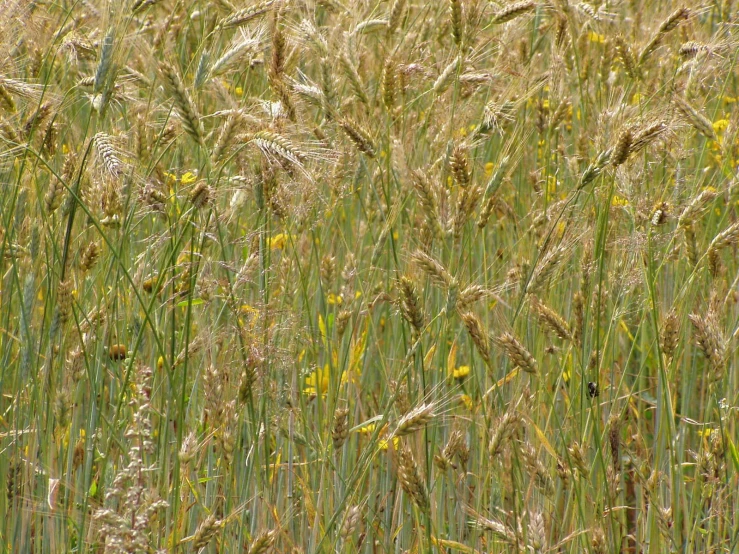 some green and yellow grass plants and yellow flowers