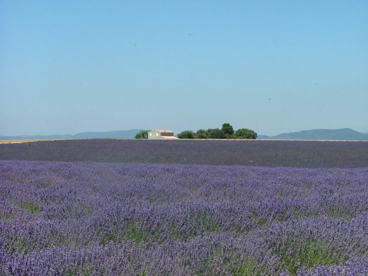 the fields are covered with lavender and trees