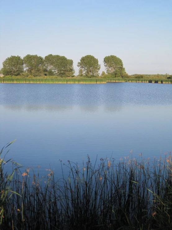 an open lake surrounded by grass, trees and blue skies