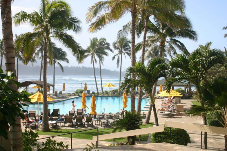 a large palm tree forest near an ocean