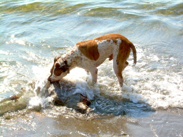 a dog shaking itself into a pool of water