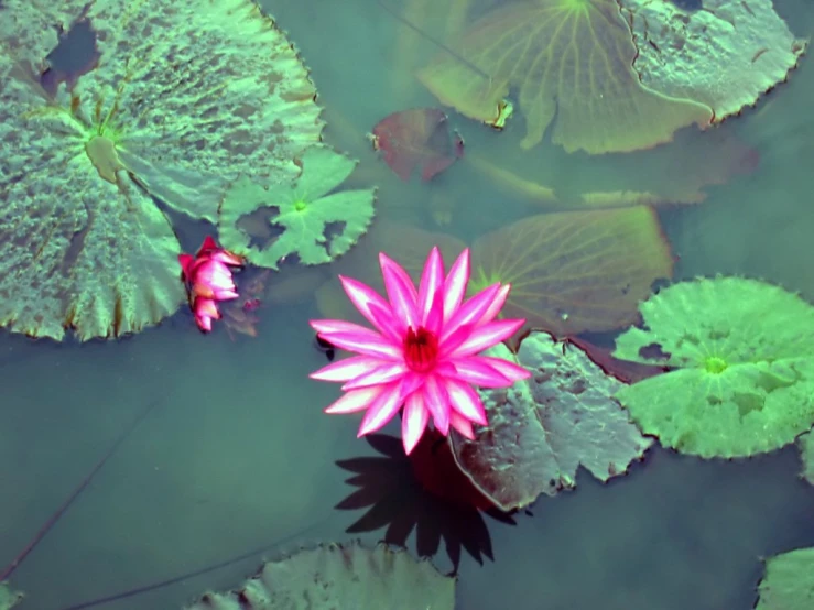 a pink waterlily floating amongst green leaves