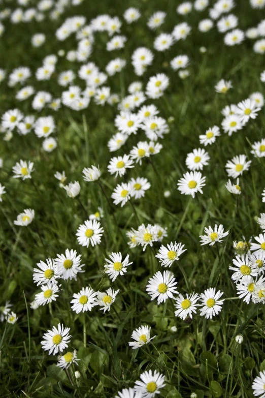 large white daisy field with green grass