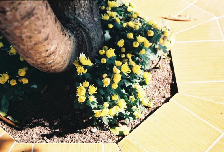a tree with yellow flowers growing on it