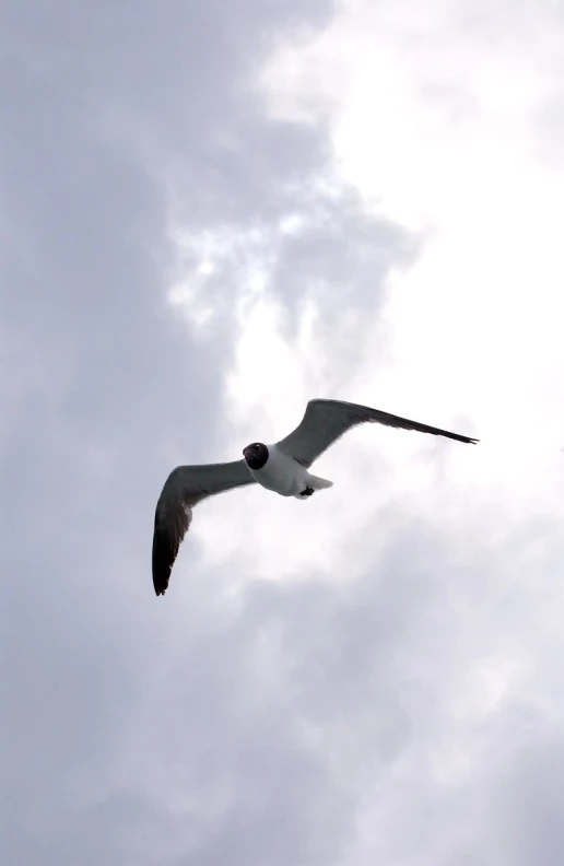 white bird flying high in the sky on a cloudy day