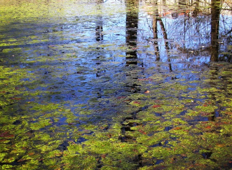 the surface of a lake is full of small green plants