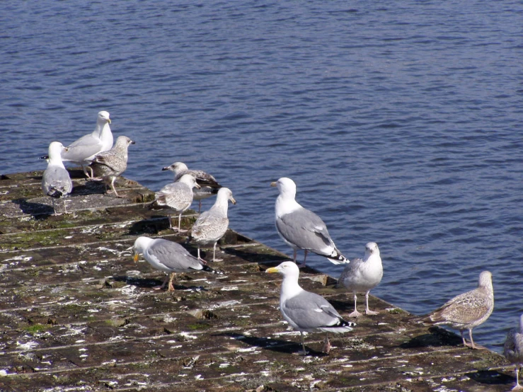 a flock of seagulls sit on a stone wall beside a body of water