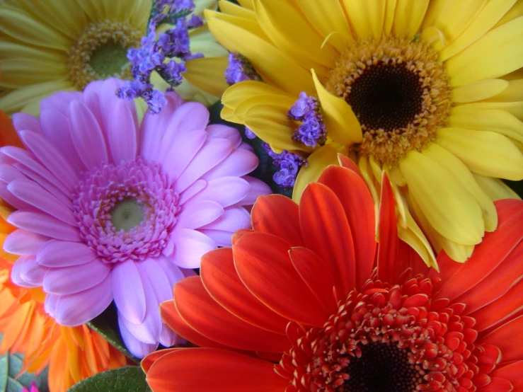 a bunch of colorful flowers that are on display