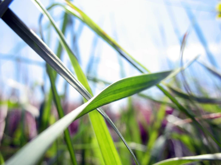 long blades of green grass with blue sky in background