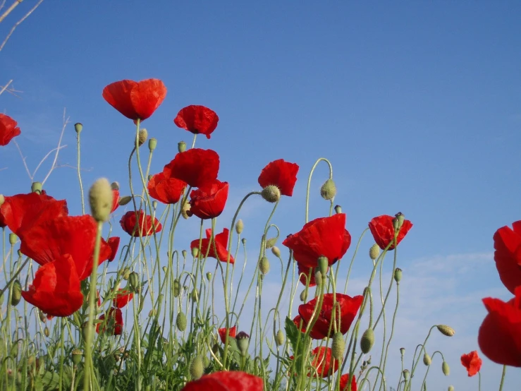 a field of bright red flowers with sky background