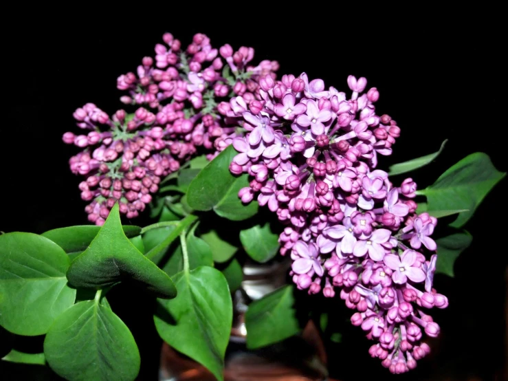 there are two vases full of pink flowers with green leaves