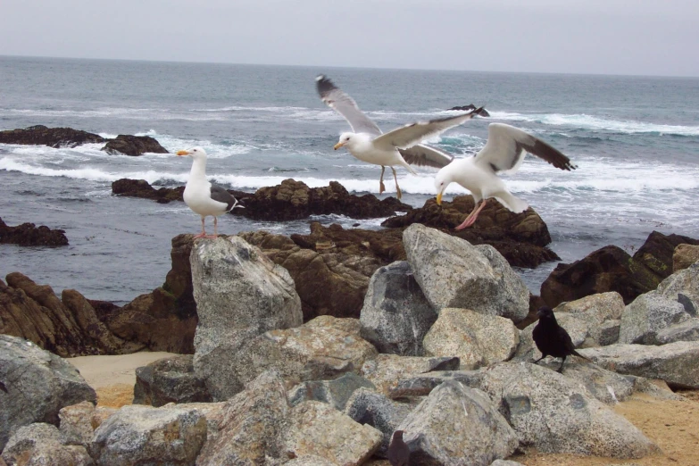 seagulls flying near rocks on the beach with the ocean in the background