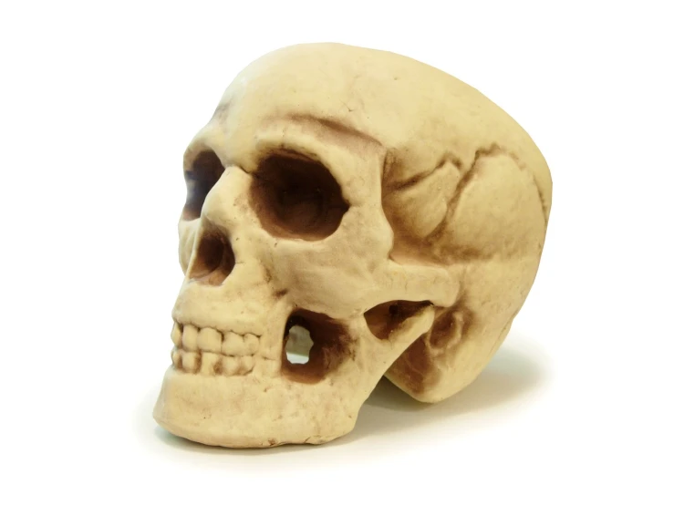 a carved human skull from side view, it looks like a head