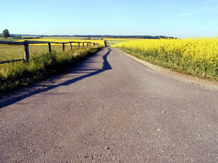 a very quiet country road by a canola field