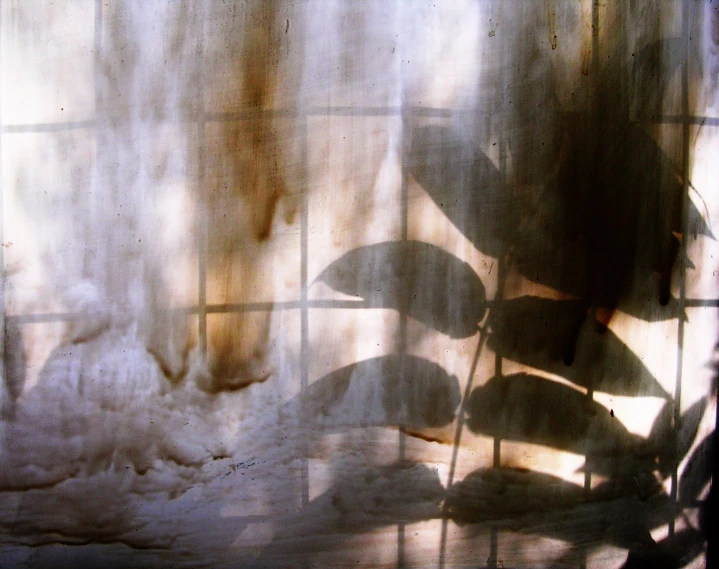 shadows of leaves casting on a tiled wall