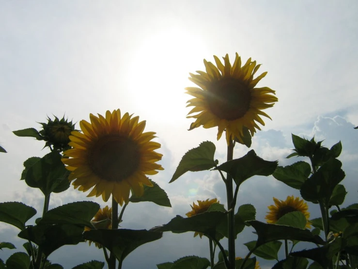 a large sunflower standing in the middle of some tall green leaves