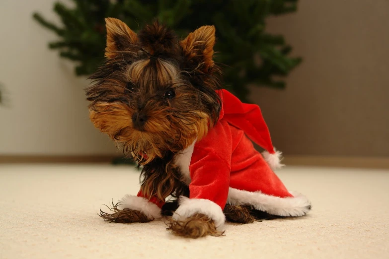 a little dog is dressed up in a christmas suit