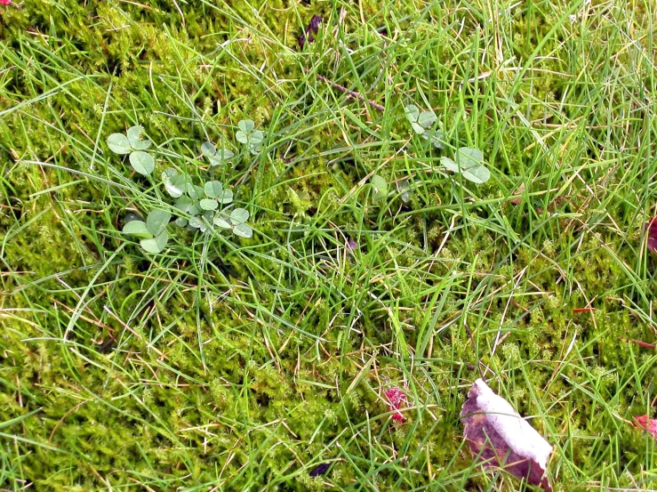 several different leaves are placed on a patch of grass