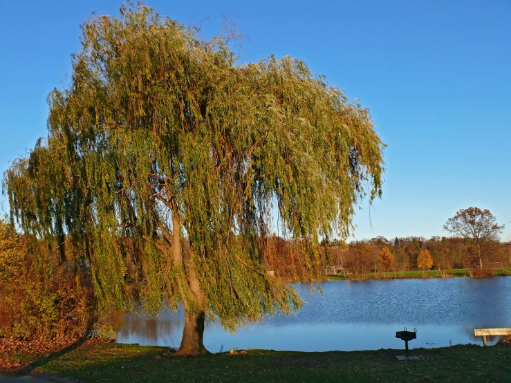 a large tree next to a small lake
