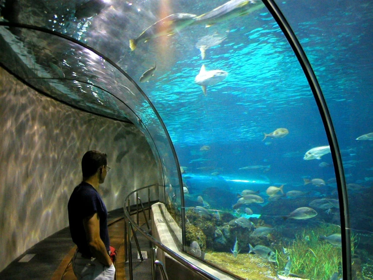 a man is staring at an aquarium with many fish