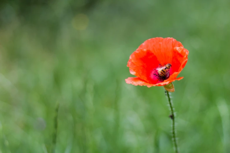 a single red flower sitting in the grass