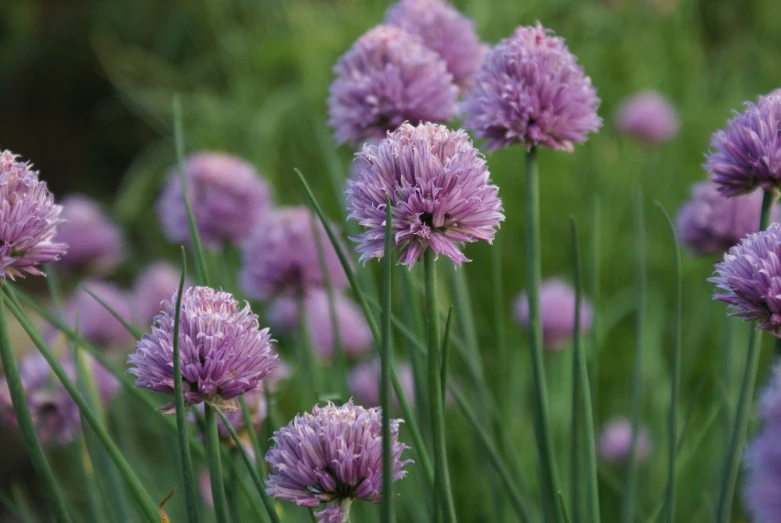 a group of purple flowers sitting in a field