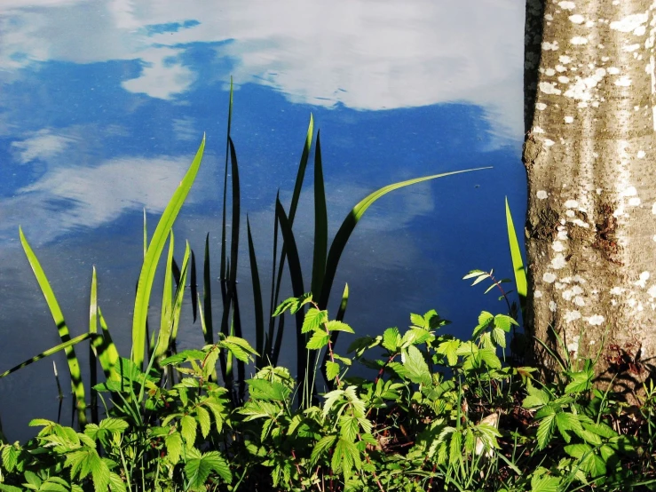 a blue body of water surrounded by green foliage