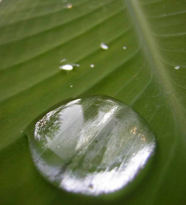 a drop of water on a large green leaf