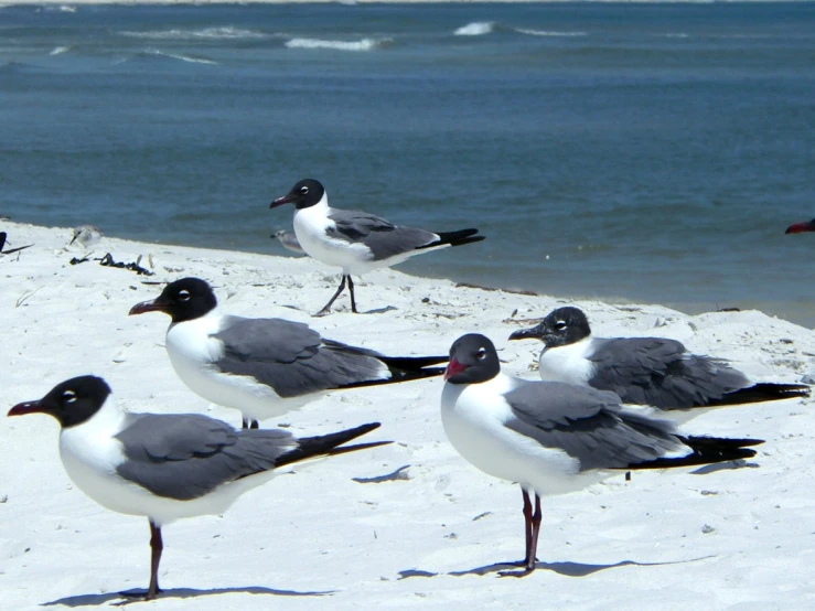 a group of birds standing on the sand at the beach