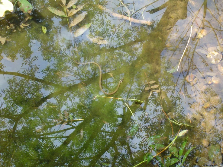 the green leafy plants are reflected in the water