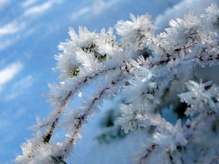 close up of the frost on the nch