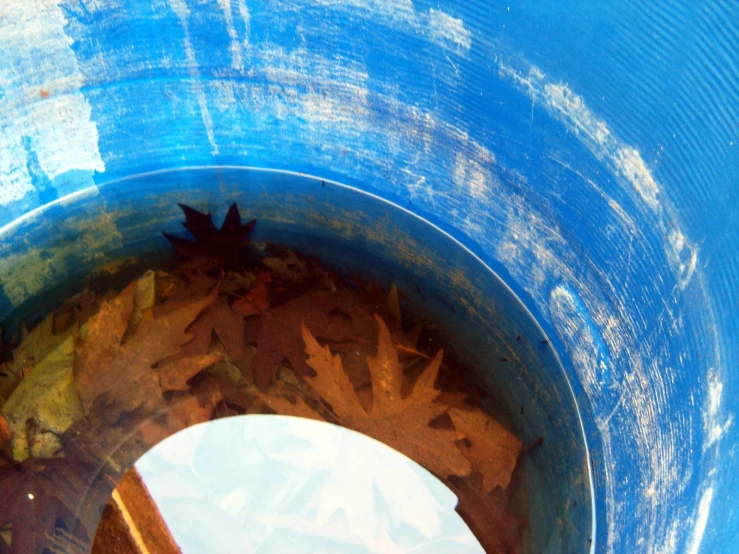 leaves in a plastic blue bucket with water and sky