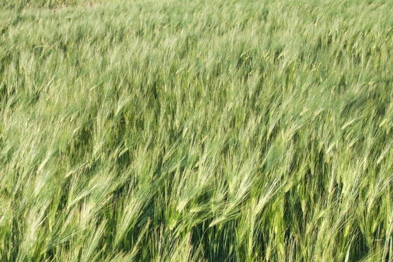 many tall green grass blowing in the wind