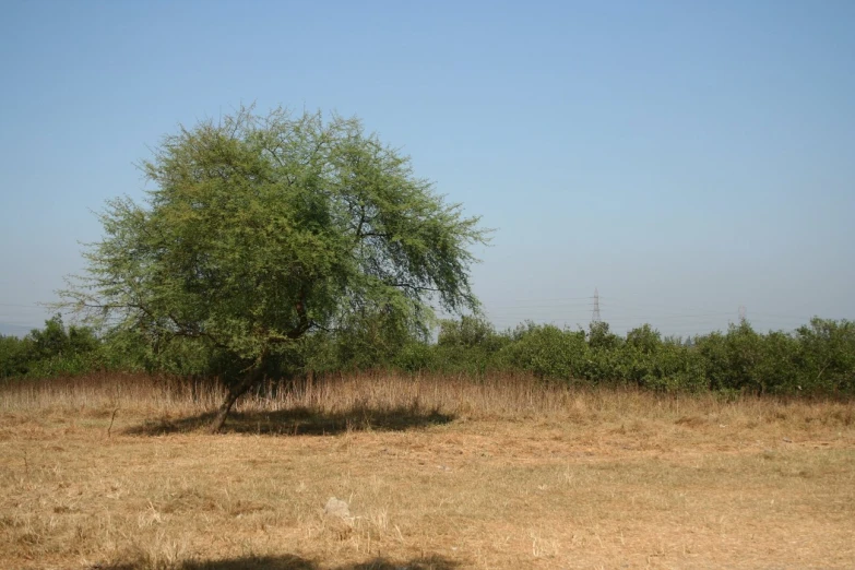 a very pretty tree in a large field