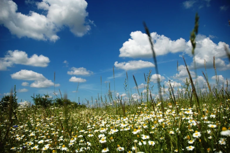 a large field full of lots of white flowers and green grass