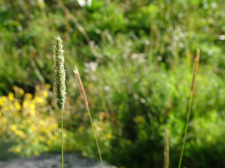 some flowers are growing near a leafy green field