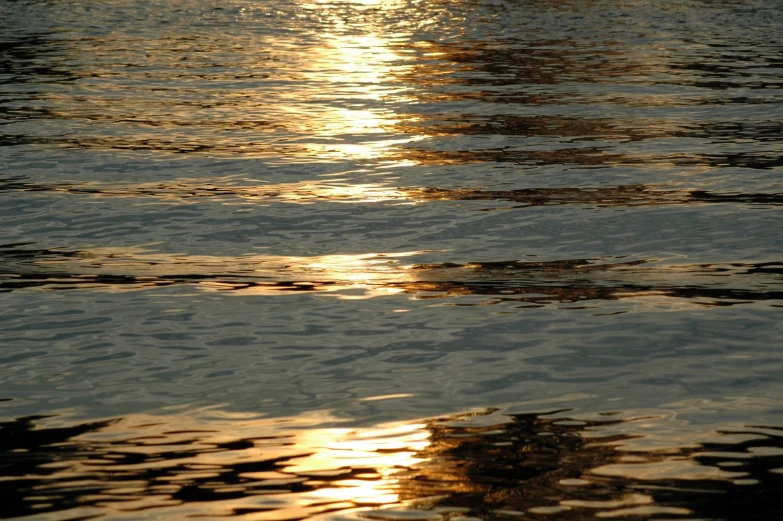 a lone bird sits on top of the water