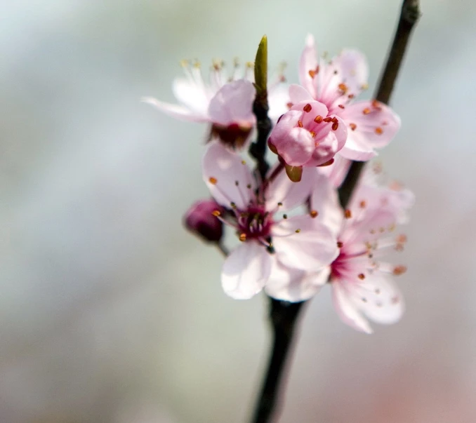 a nch with tiny pink flowers next to some green stems