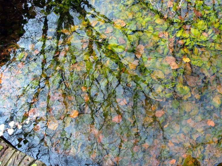 colorful leaves floating on water at night