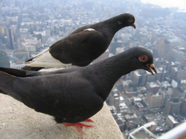 a couple of birds sitting on top of a tall building